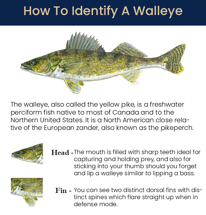 Walleye - Columbia Walleye Fishing Guide